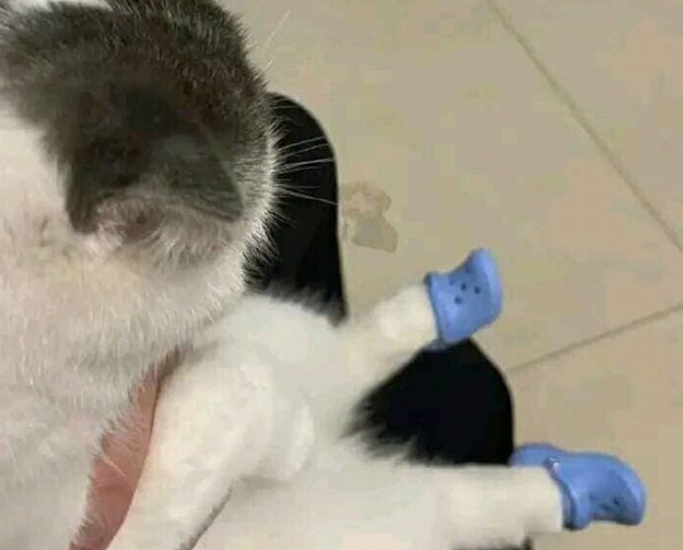 主人给猫咪选购了双小鞋子,它都有点懵了:我需要穿吗? 主人给猫咪选购了双小鞋子,它都有点懵了:我需要穿吗?