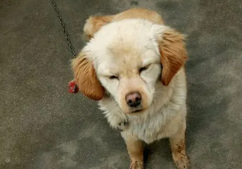 在朋友家抱来一只小金毛,养了几天后却感觉哪里不对劲? 在朋友家抱来一只小金毛,养了几天后却感觉哪里不对劲?