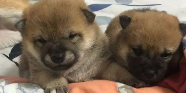 刚刚满月的柴犬,一天一个样,它们真是太可爱了! 刚刚满月的柴犬,一天一个样,它们真是太可爱了!