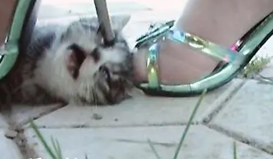 为什么喜欢虐猫 为什么喜欢虐猫
