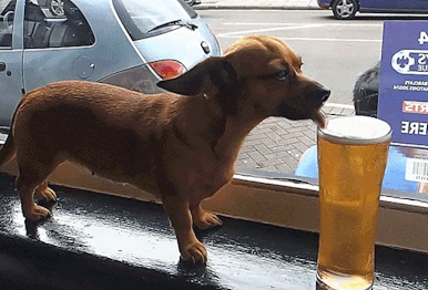 狗能喝啤酒吗 狗能喝啤酒吗