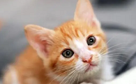 什么东西能药死猫