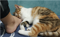 猫一直围着我转蹭我一直叫