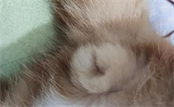 母猫为什么有两个疑似蛋蛋