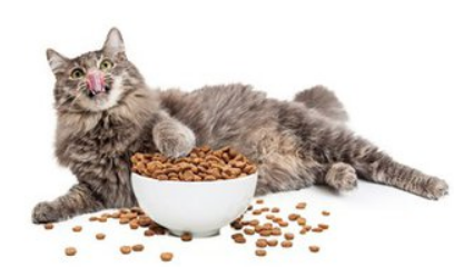 狗粮猫能吃吗?