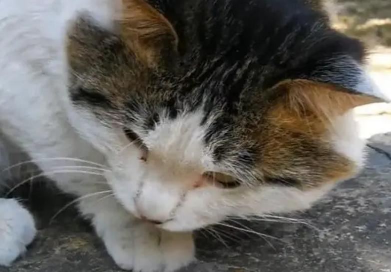流浪猫能养吗 先到医院检查身体情况 流浪猫能养吗 先到医院检查身体情况