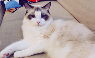 女生经常给男生分享她的猫