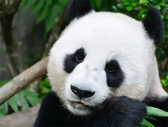 大熊猫:世界上最可爱的动物之一,快来和我一起了解它们的生活 大熊猫:世界上最可爱的动物之一,快来和我一起了解它们的生活