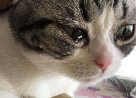 小猫眼睛红肿流眼泪用什么眼药水 小猫眼睛红肿流眼泪用什么眼药水