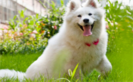 萨摩耶是大型犬吗 属于中型犬