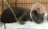 小猫的肛门有一点点突出是怎么回事