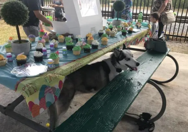 流浪哈士奇上岗做警犬,警察:我们就是看中它傻 流浪哈士奇上岗做警犬,警察:我们就是看中它傻