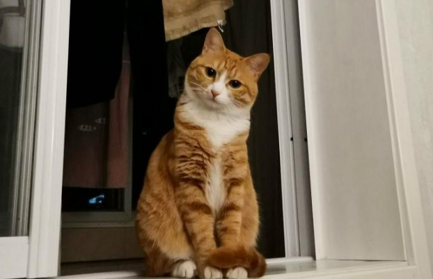 黑白猫闯入橘猫地盘，天天欺负橘猫，幸好橘猫有网友的眷顾