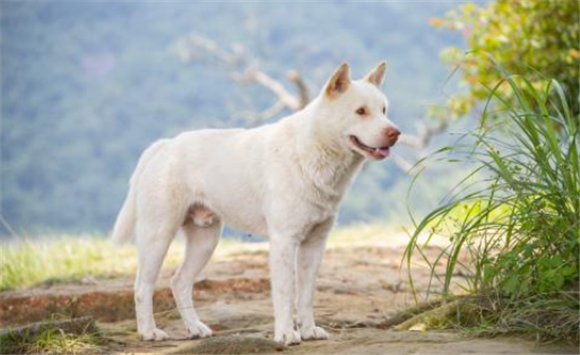 狐狸嘴的白色中华田园犬好吗