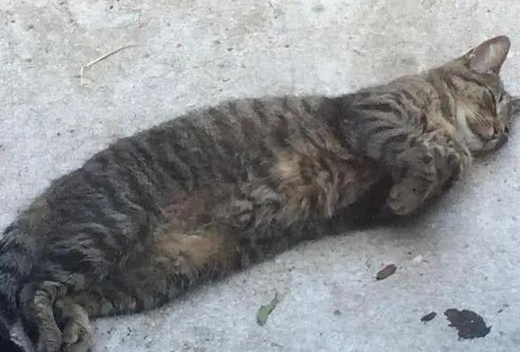流浪猫拍窗要进屋,被送到收容所后又偷跑回来 流浪猫拍窗要进屋,被送到收容所后又偷跑回来