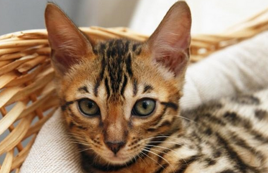 阿瑟拉猫中国可以养吗