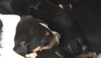 流浪狗一直犬吠,引领人来到树洞,看清里面的东西后令人泪如雨下 流浪狗一直犬吠,引领人来到树洞,看清里面的东西后令人泪如雨下