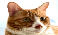 尿尿是只猫