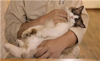 为什么把猫抱起来就不动了