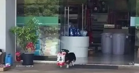 宠物店偶遇小柯基，叼起狗粮就跑了