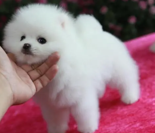 珍珠犬能长多大 珍珠犬能长多大
