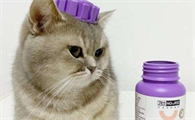 人吃的维生素b猫能吃吗