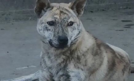 虎犬图片及价格多少钱一只 虎犬图片及价格多少钱一只
