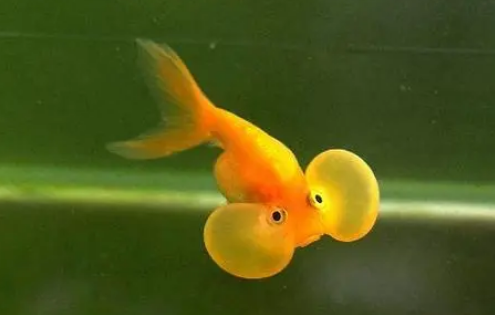 水泡金鱼图片