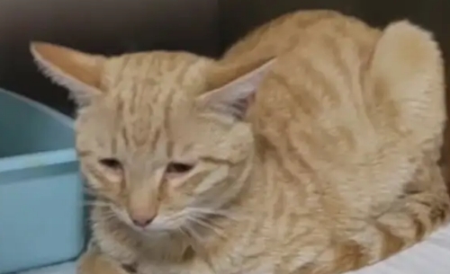 为什么会得猫瘟