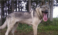 狗市狼青犬