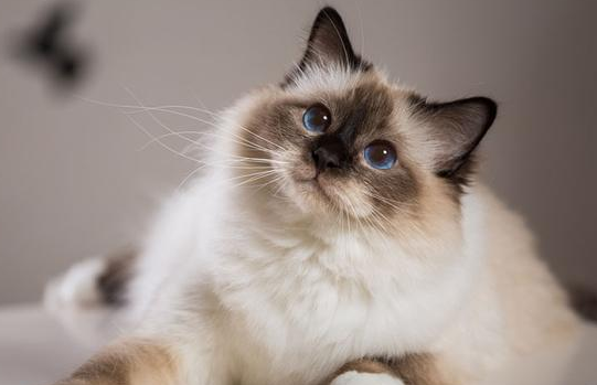 巴厘猫图片大全和价格 巴厘猫图片大全和价格