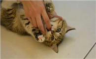 猫一睡醒就咬人