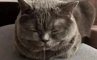 猫嘴一直在空嚼吧唧嘴流口水
