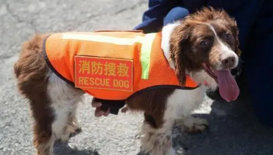 消防犬可以干什么