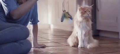 一只被狗狗带大的猫，把自己当成了狗，一举一动都和狗狗相同