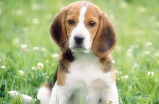 猎狐犬战斗机长啥样