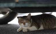 猫在客车底下会闷死吗
