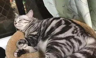 主人的爱是“猪饲料”,不管小时候多萌的猫,总会被喂成大胖猫 主人的爱是“猪饲料”,不管小时候多萌的猫,总会被喂成大胖猫