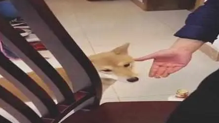 老爸背着妈妈给柴犬吃龙虾,眼神警告网友不许告密 老爸背着妈妈给柴犬吃龙虾,眼神警告网友不许告密