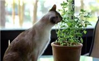 驱赶猫的植物