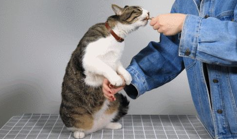 小猫怎么训练才听话 小猫怎么训练才听话
