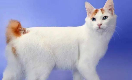 日本的猫是什么品种