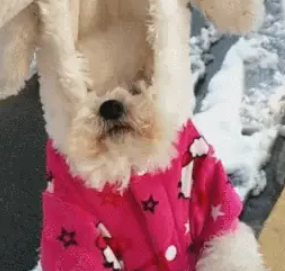 狗狗第一次玩雪，玩疯后耍赖不想回家，最后主人使出绝招……