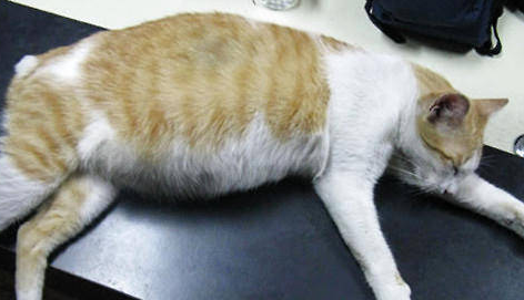 母猫要生之前的表现 母猫要生之前的表现