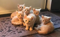 失去母猫的小猫怎么养活