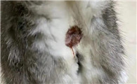 猫有大姨妈吗