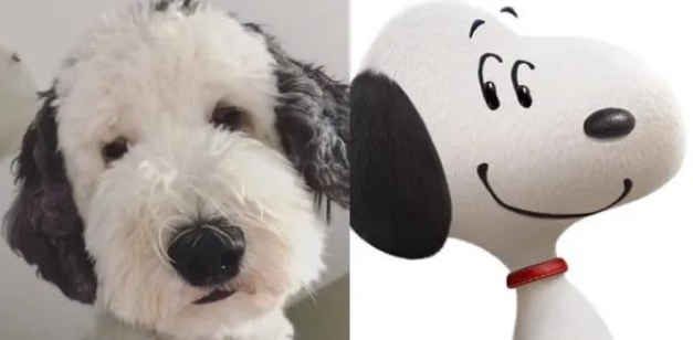 现实版“史努比”?牧羊犬与贵宾混血,憨态可掬萌翻网友 现实版“史努比”?牧羊犬与贵宾混血,憨态可掬萌翻网友