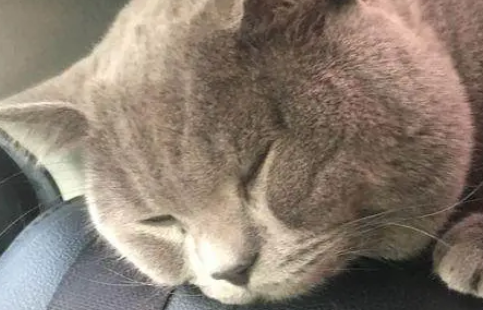 14个月的英短蓝猫做绝育,手术完不到一月时间,我们噩梦就开始了 14个月的英短蓝猫做绝育,手术完不到一月时间,我们噩梦就开始了