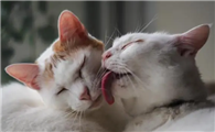 舔猫是啥意思