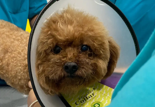 母犬产后消炎用什么药